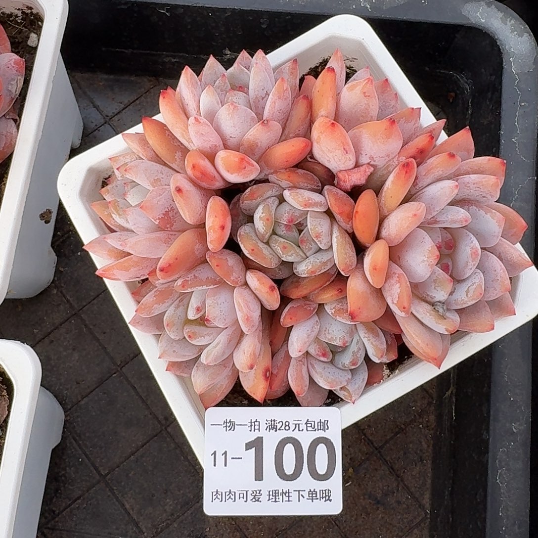 橙梦露有砍无盆无发货