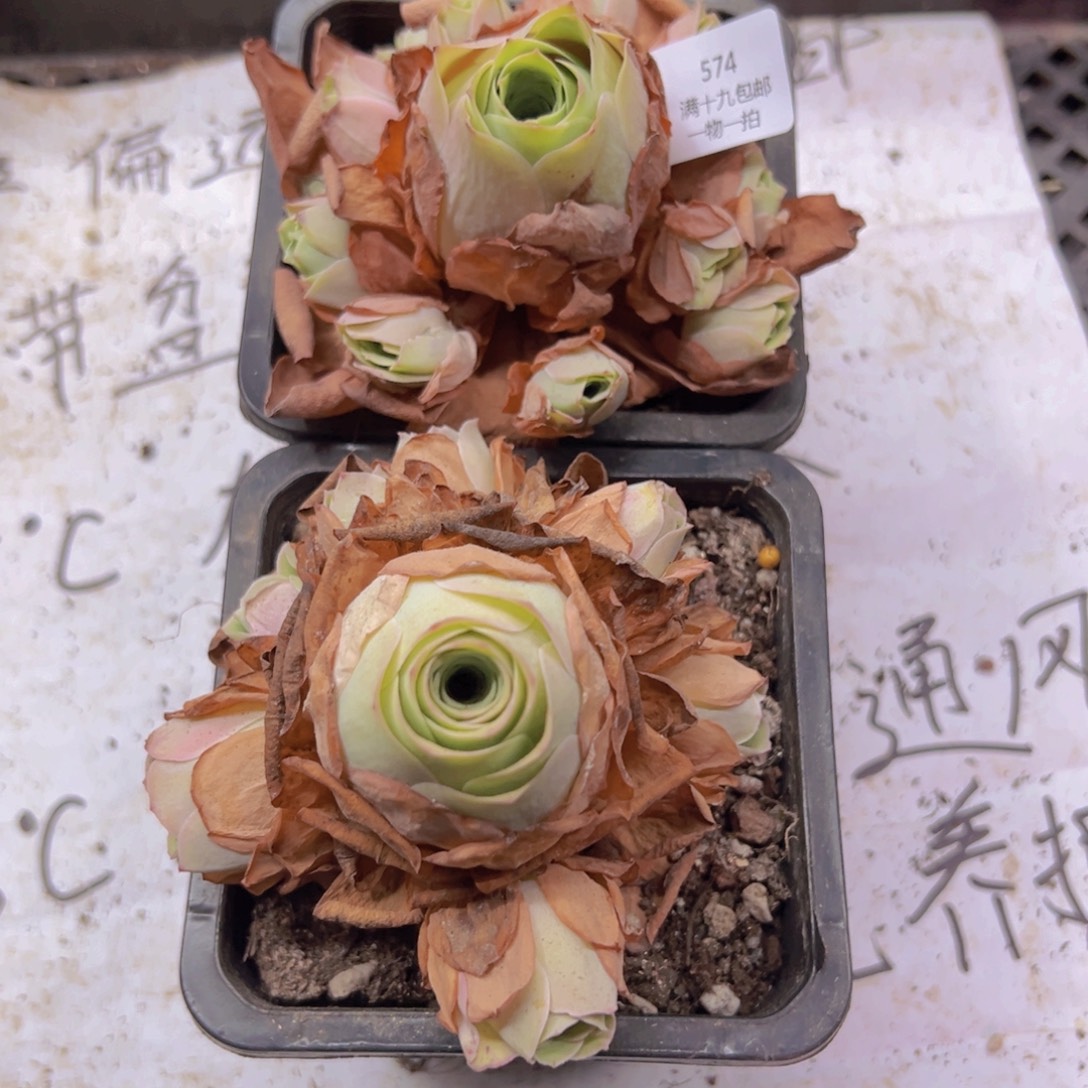 574 侧牙掉了不包损无售后