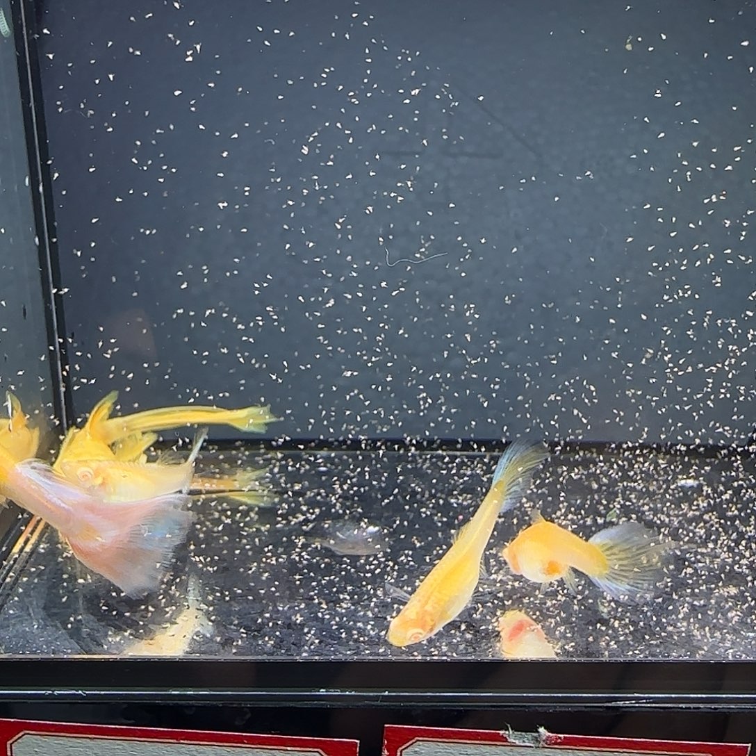孔雀鱼天使彩虹清港