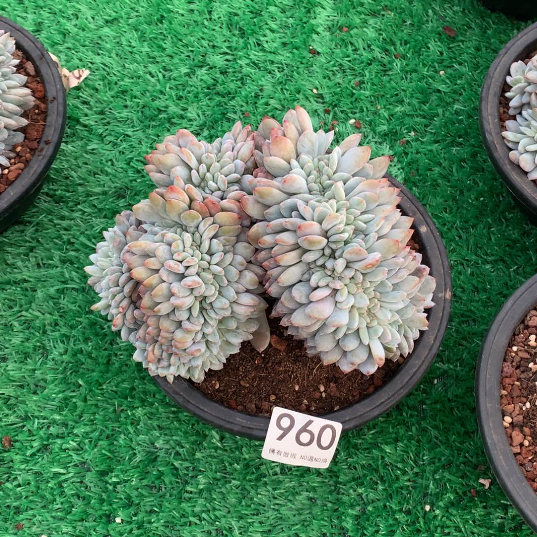 960橙子缀多肉植物