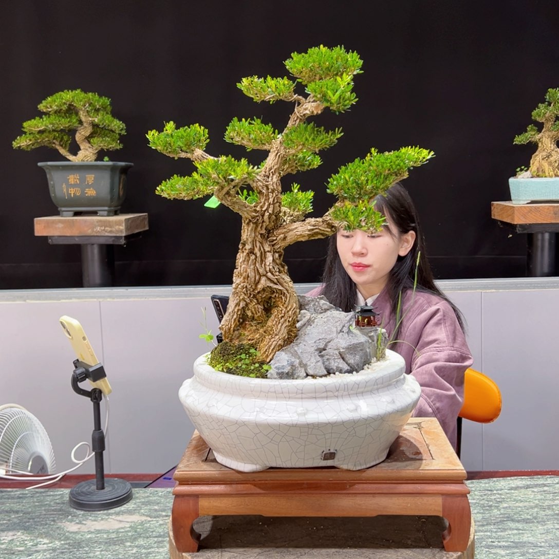 绿植黄杨盆景盆景