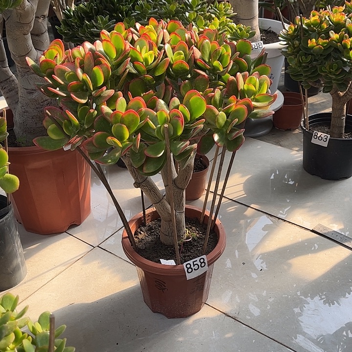 彩玉树花月独杆老桩