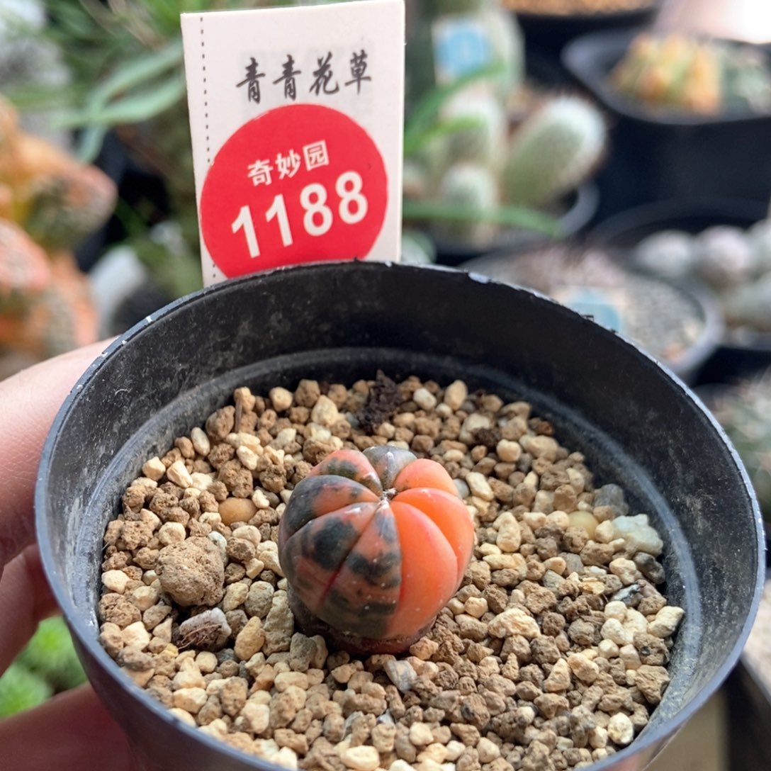 葫芦体兜锦实生1.6厘米有小斑特价