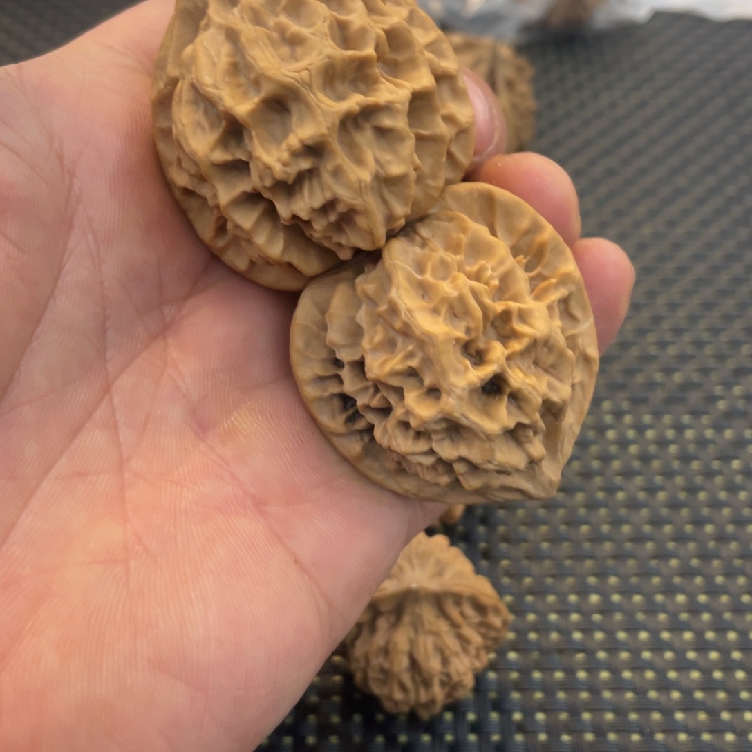 秦岭的小王核桃啊啊啊