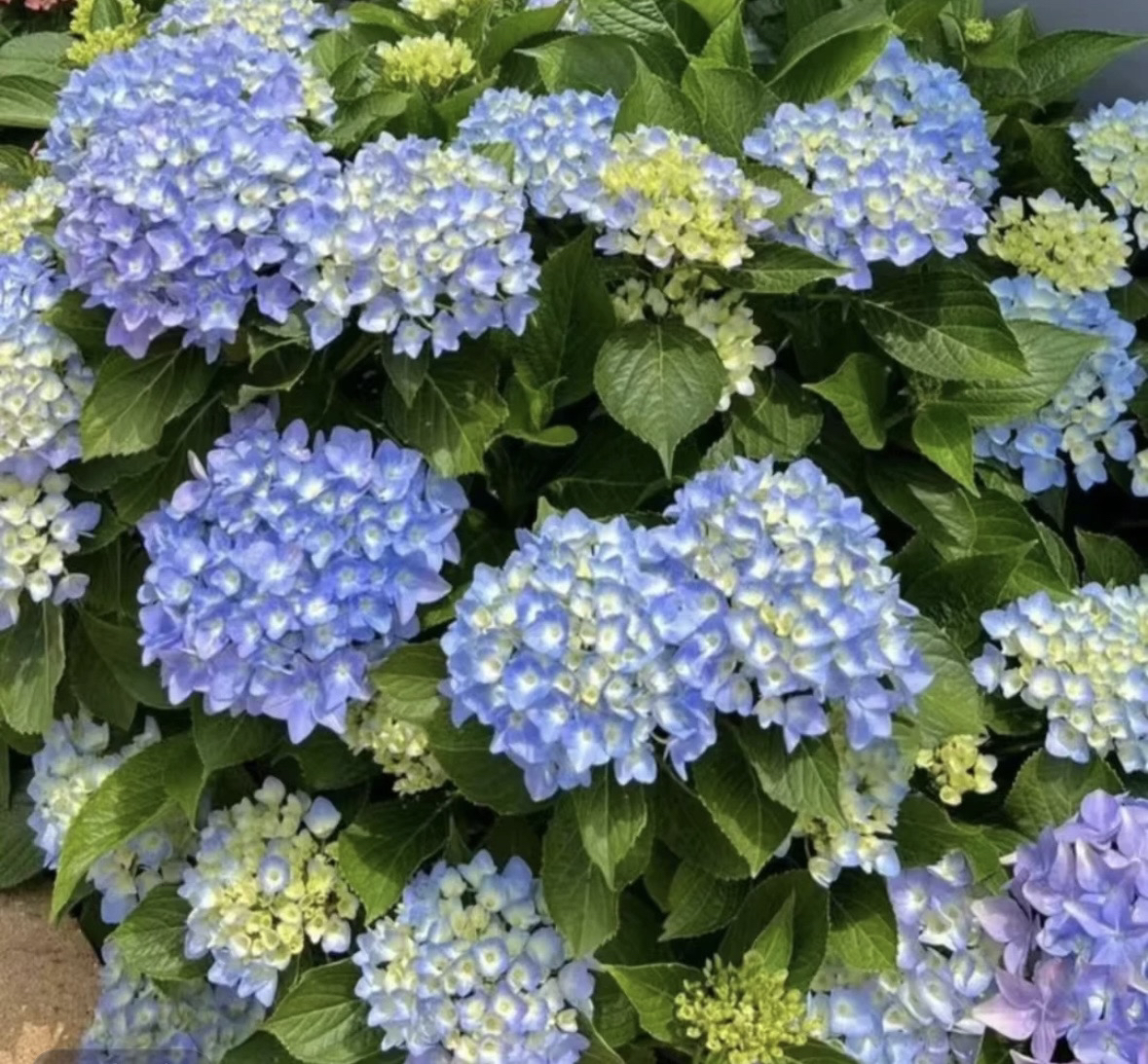 【三哥精选】7加仑姹紫焉红新老枝均开花渐变色炫彩色 大花绣球