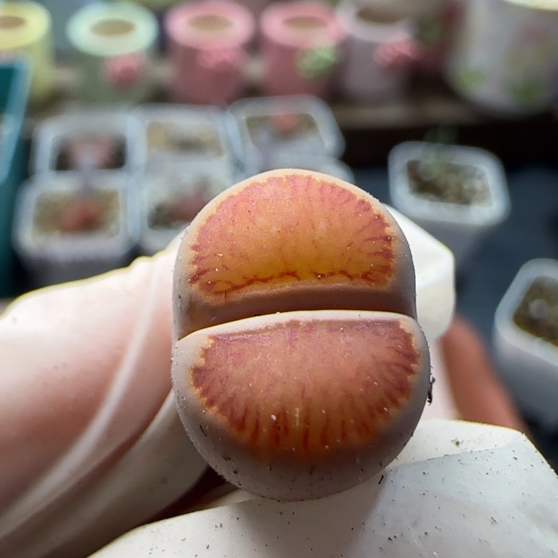 1。12。7052。菊。 上播福利