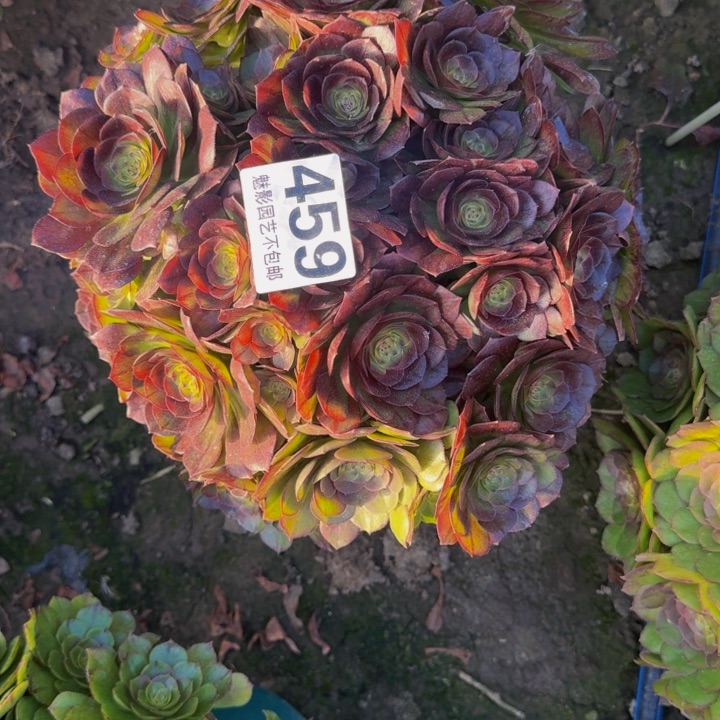 黑魔花29-34包邮花花