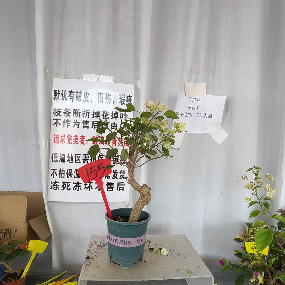 当前无花栽培后可以开花155绿樱桩