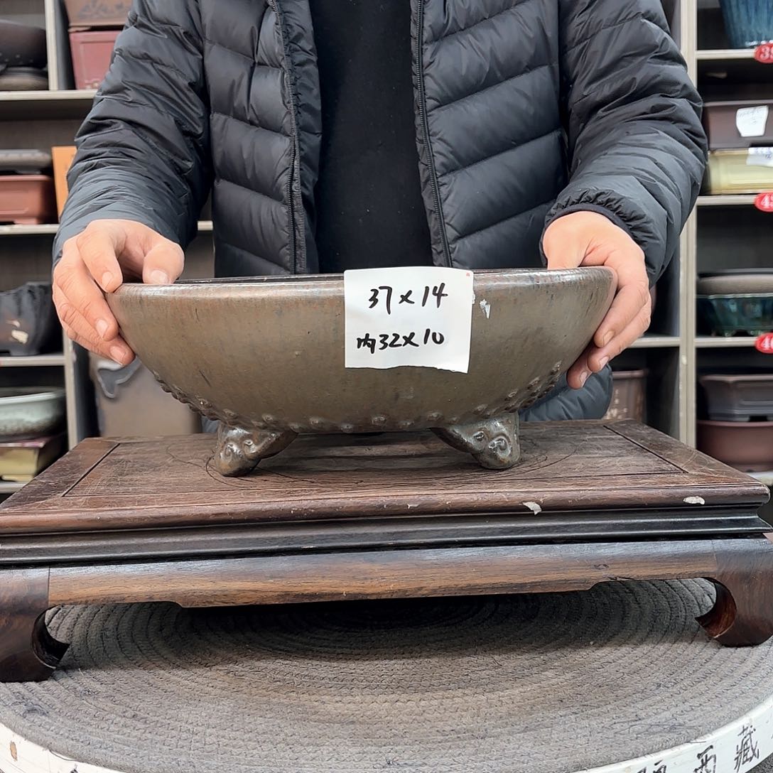 紫砂花盆树*紫砂的花也太