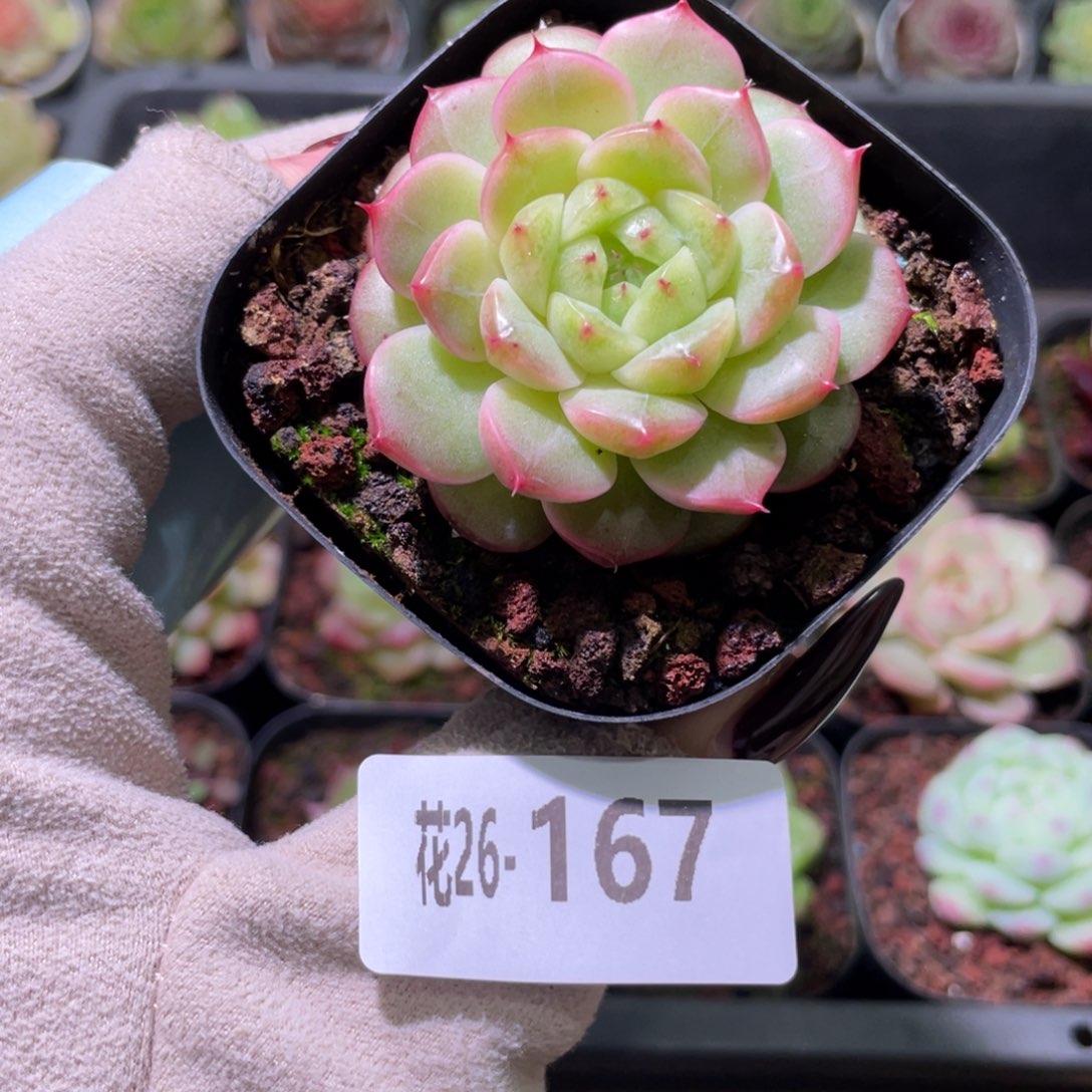 花利美26-167麦秆