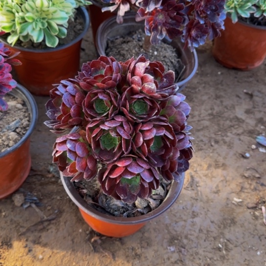 黑美人绣球9.9多肉植物