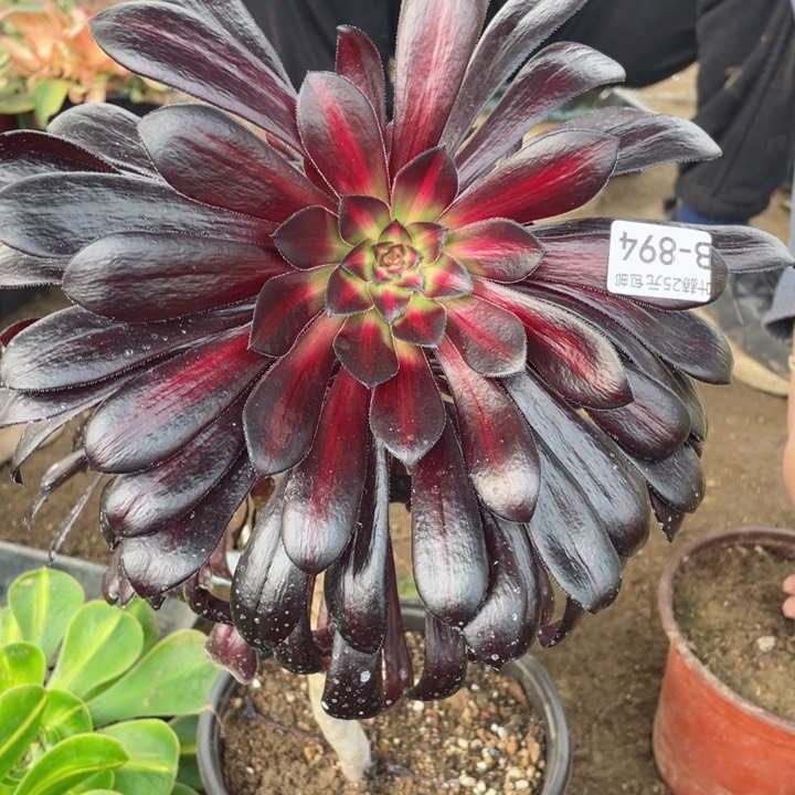 984墨中班多肉12345678