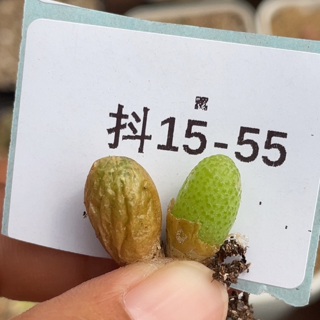 15-55玉米多肉植物