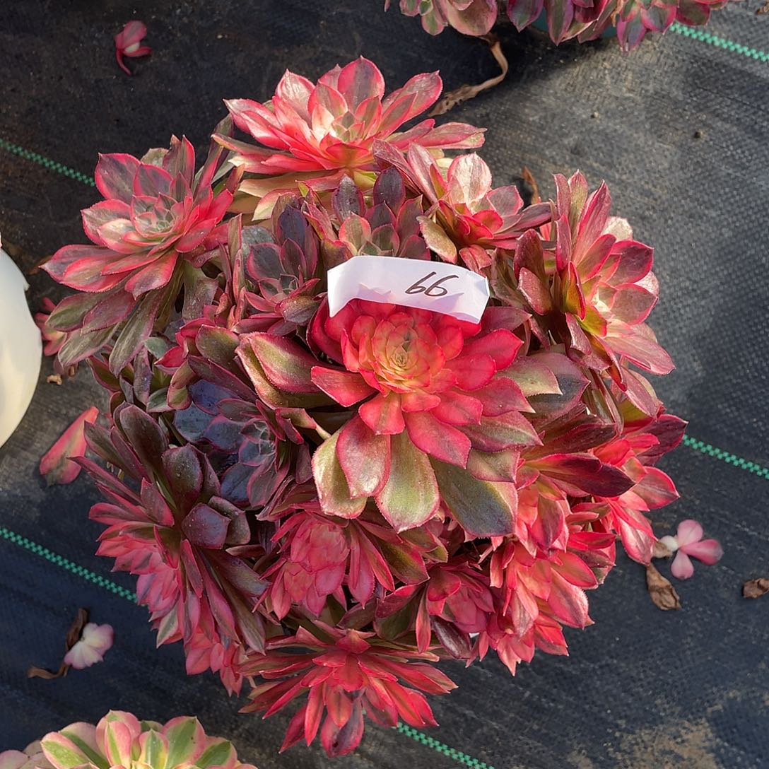 66111111111111111111