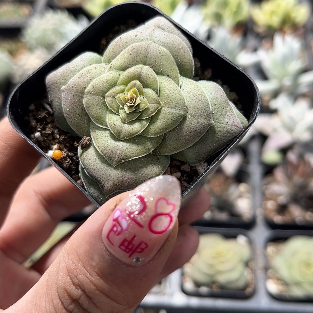 青锁巴单头发货有根发货