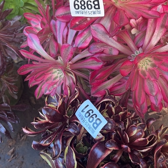 小*辣多肉植物两个