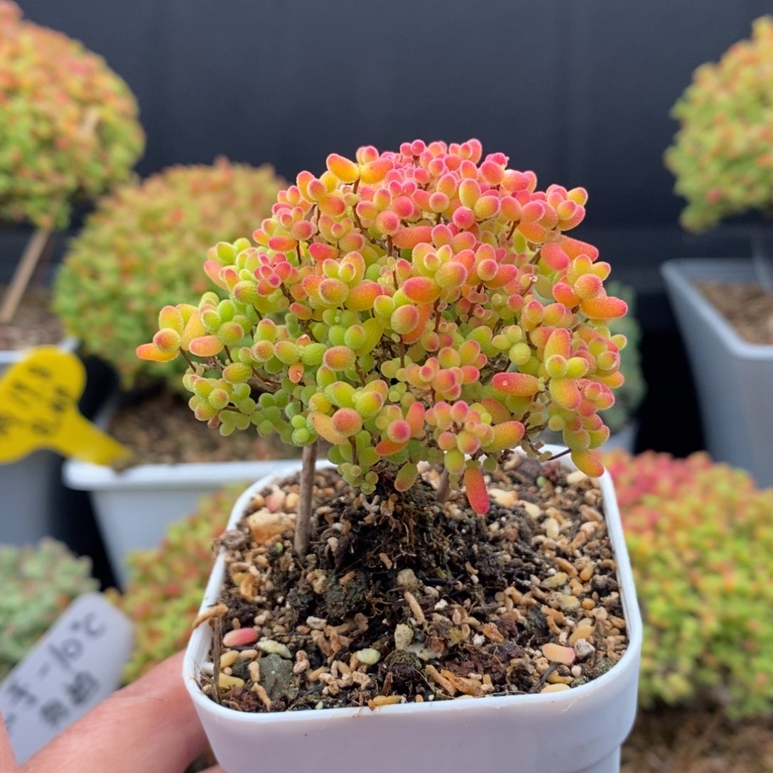 无花朵44号蜜橘糖球