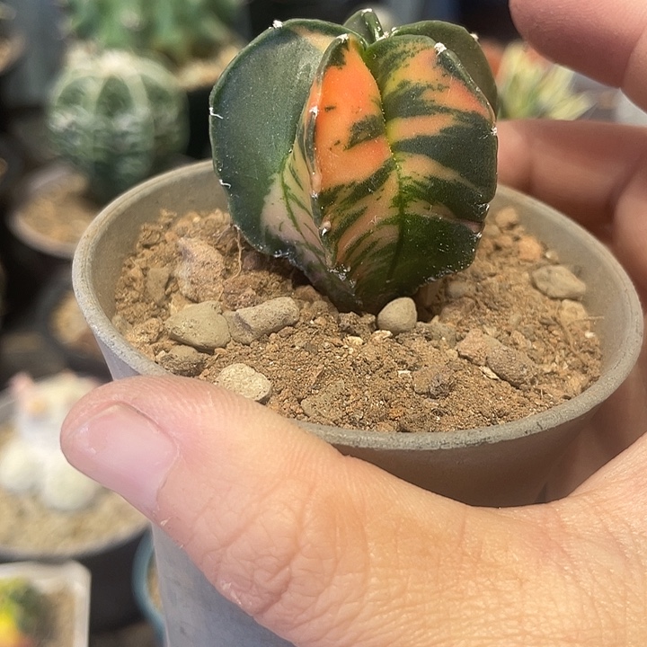 实生鸾凤玉锦仙人球一颗