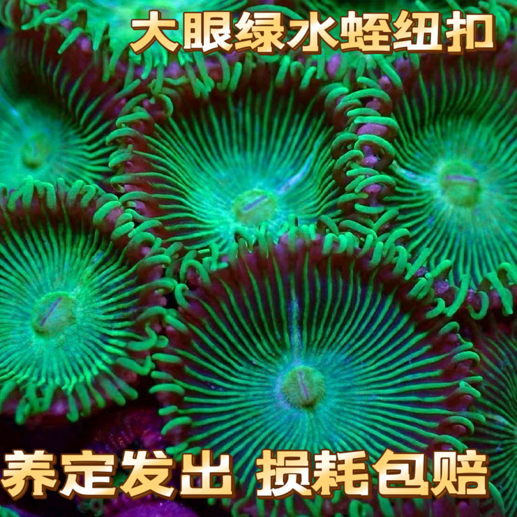 水蛭大眼绿纽扣珊瑚海缸除藻生物海葵花群海水沙群造景海缸观赏