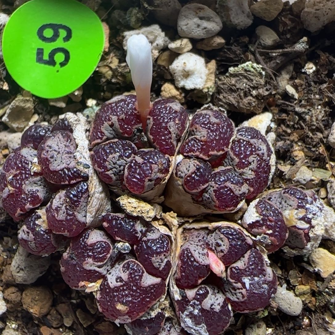 漂漂亮亮多肉植物59
