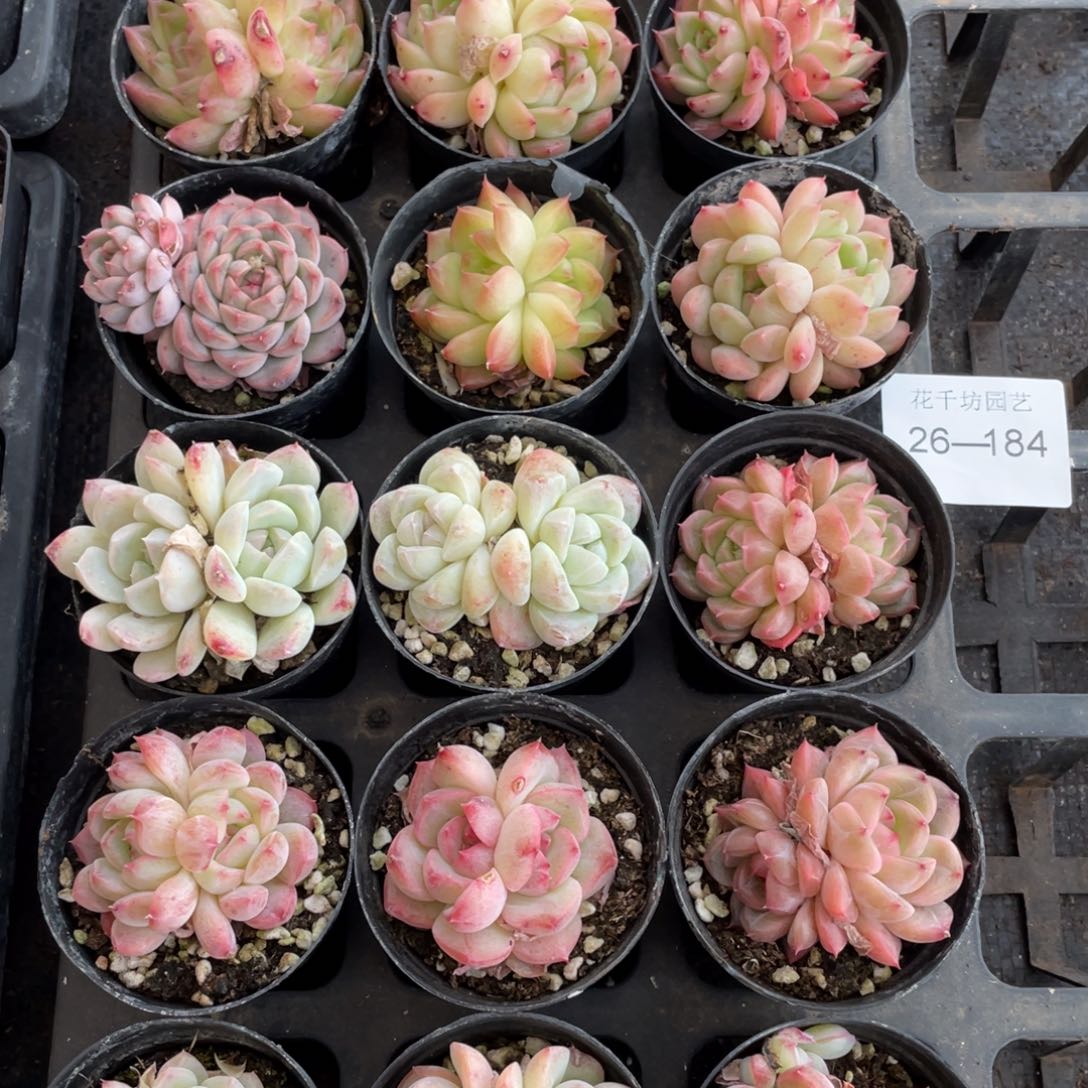 一物一拍18颗26-184