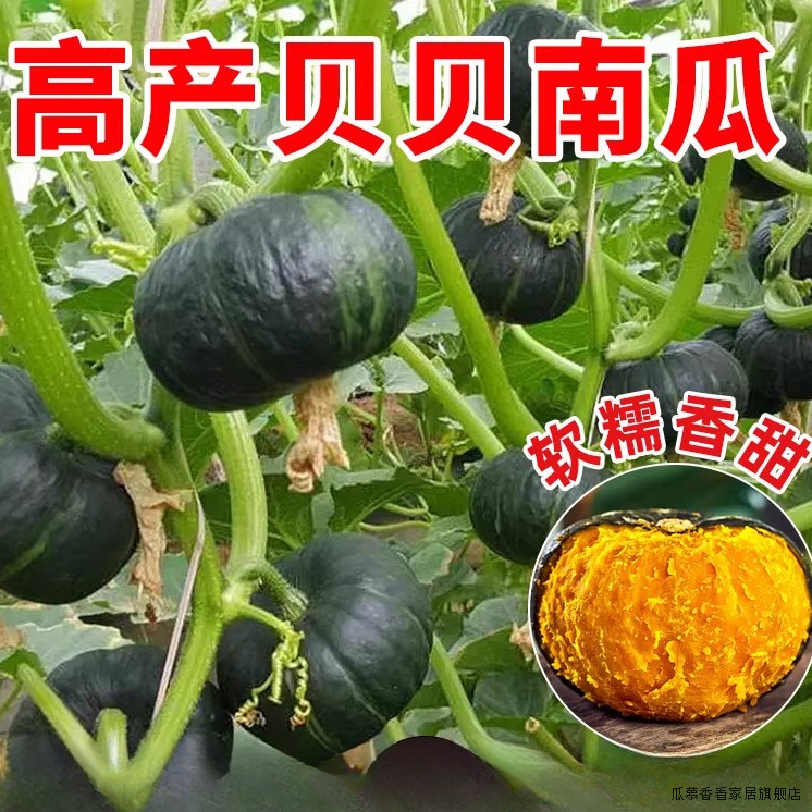 【新疆包邮】贝贝南瓜种子板栗味小南瓜种子粉糯香甜南瓜