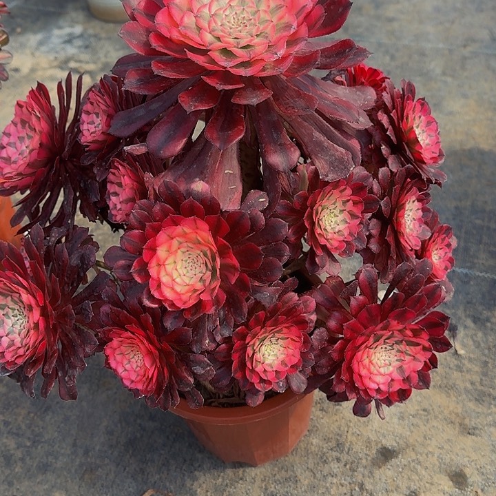 000000000000000503红彤白