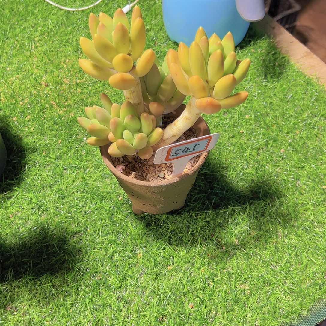 ?****?545芒果奶38。。。