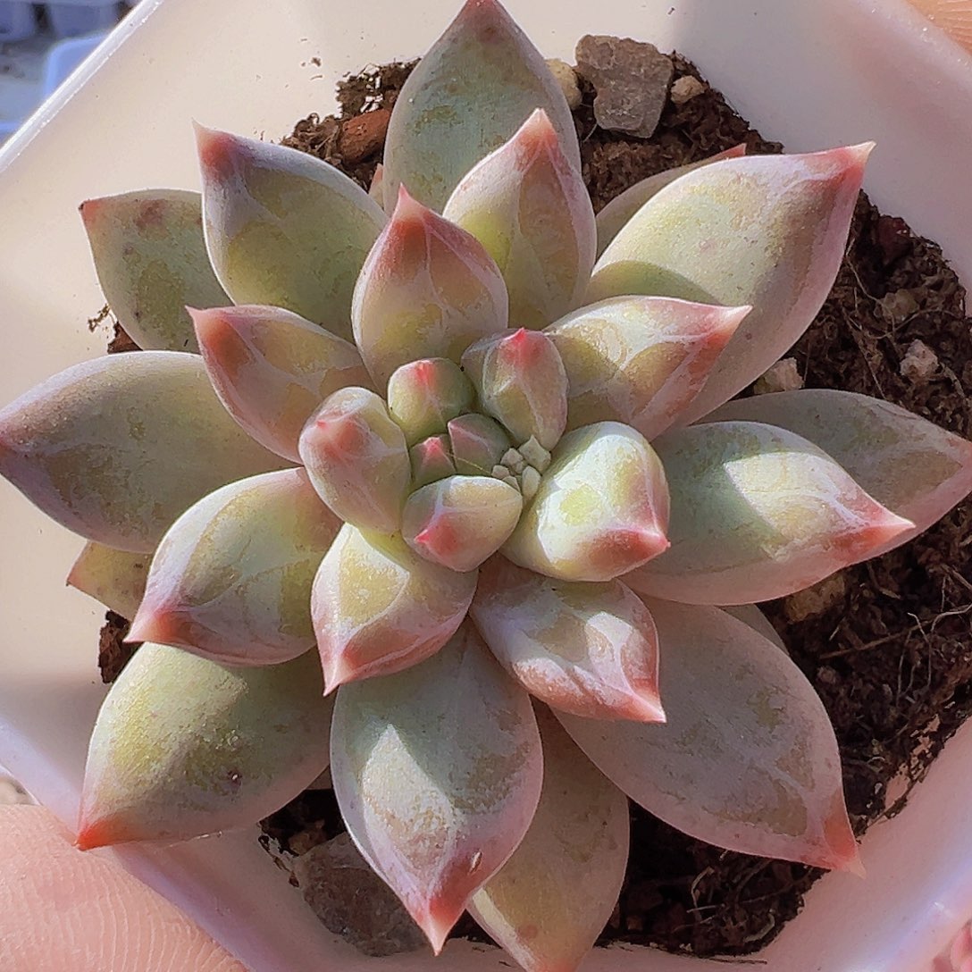 幻影美人19包邮多肉植物