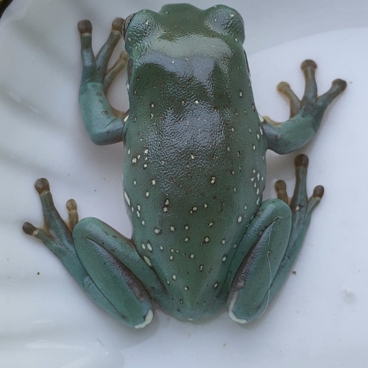 老爷树蛙24h蓝子代16号素皮