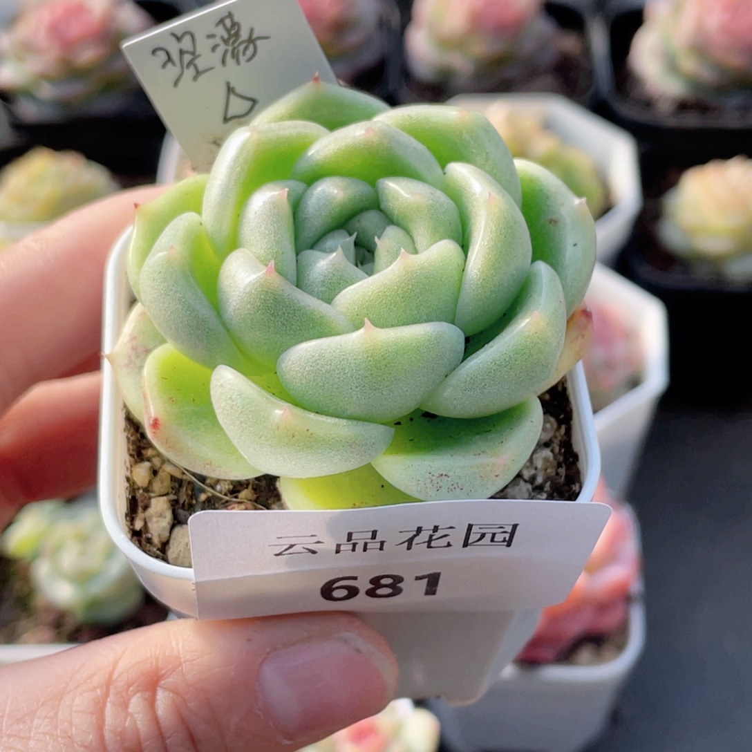 681号糖心冰心珍妮 涳濛珍妮