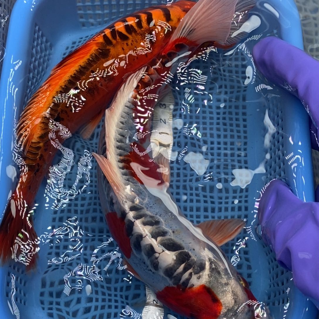 锦鲤冷水锦鲤包邮