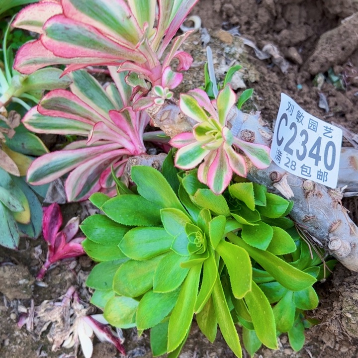 组合多肉植物法师法师2340