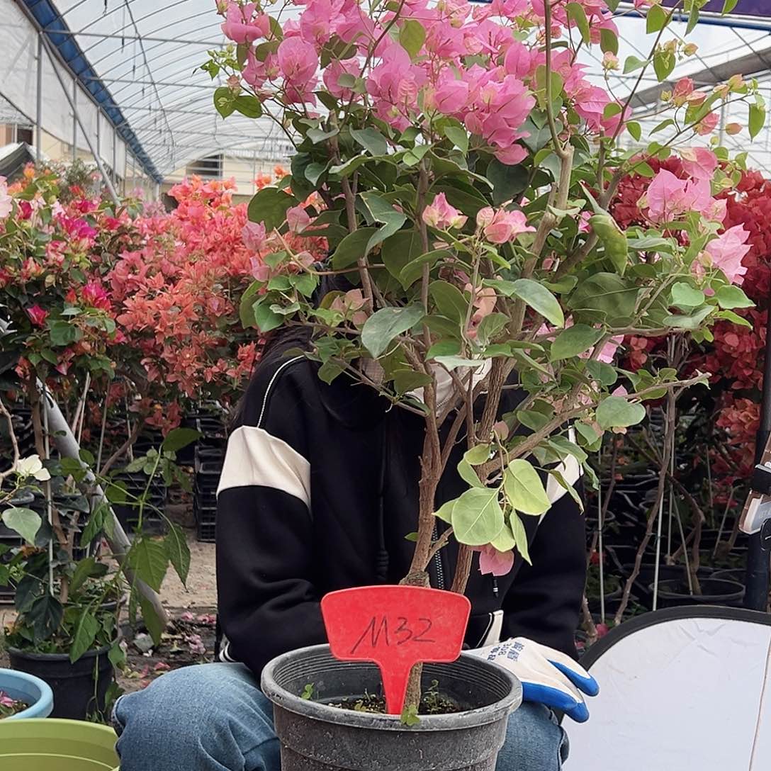 默***大部分花苞少量开放M32红粉佳人