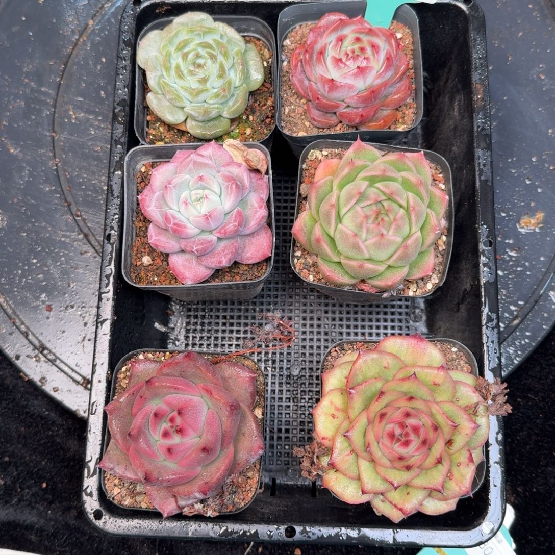 从前慢多肉精选编号1213.379