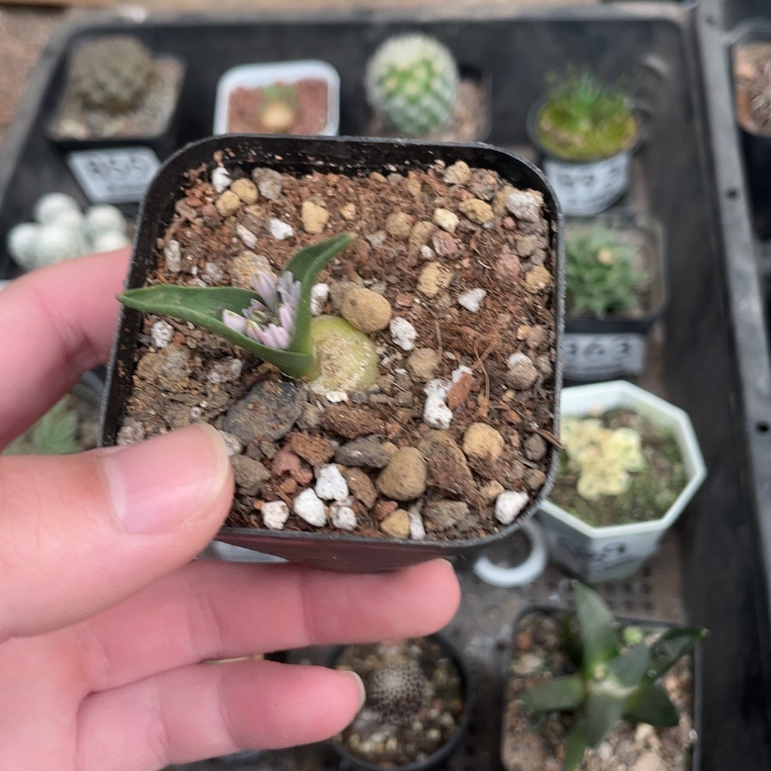 406白剑立金花（满18包邮）