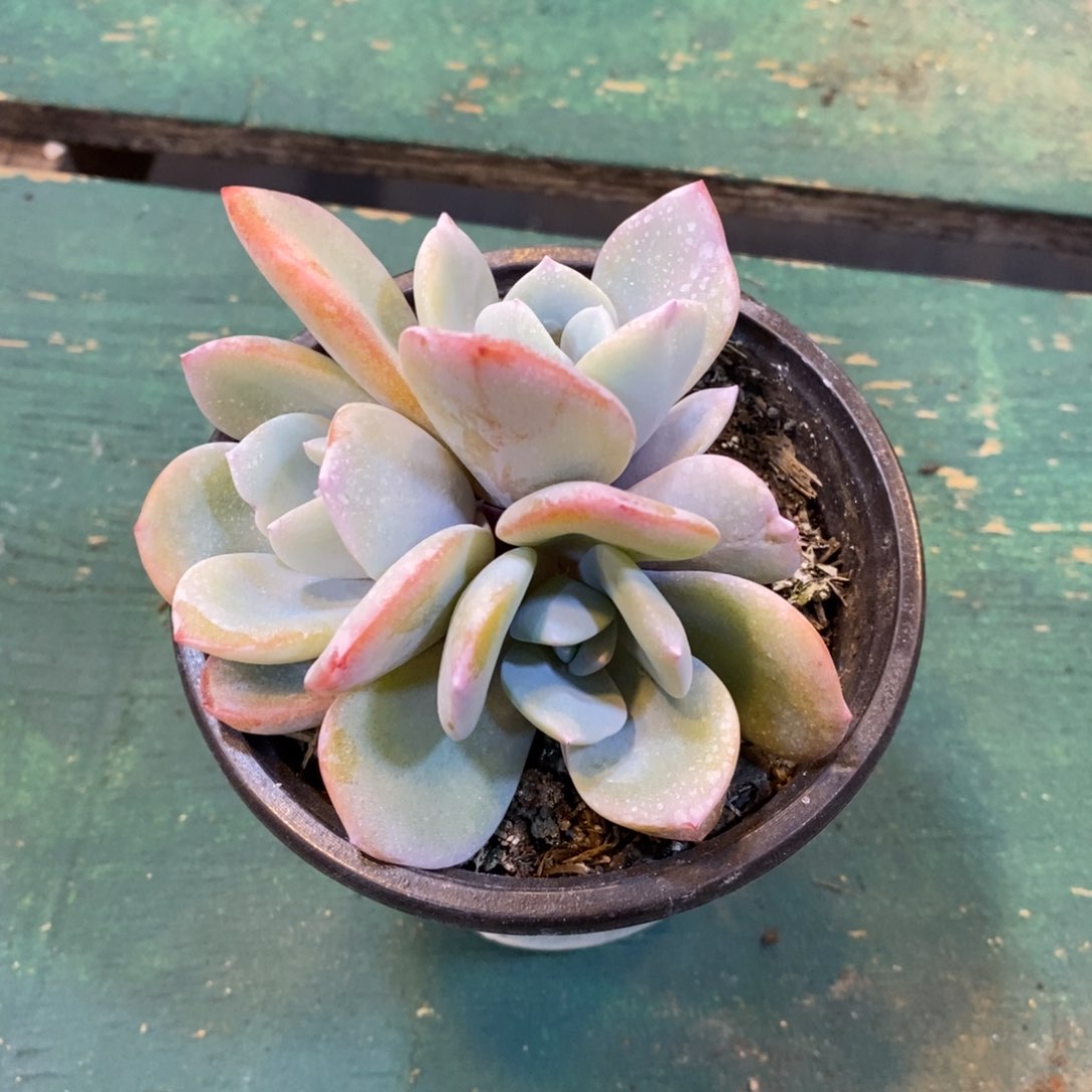 福***?自然群奶茶，123456789