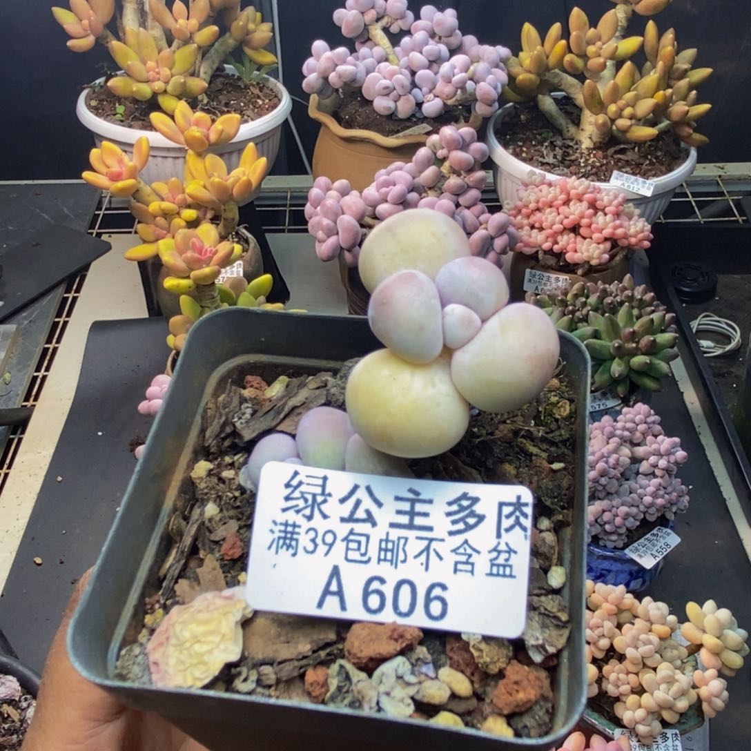 .**肉606橙奶多肉肉2c m