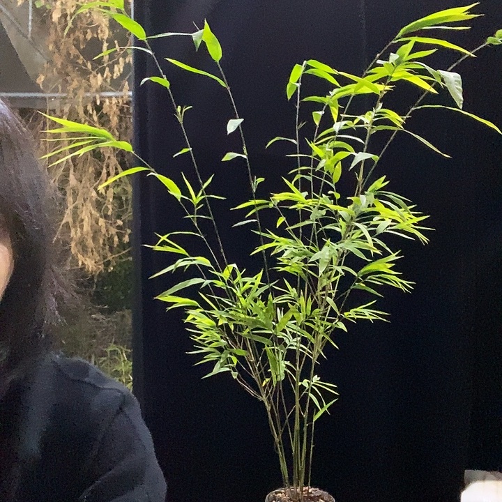 完全开放内门竹内门竹内门竹