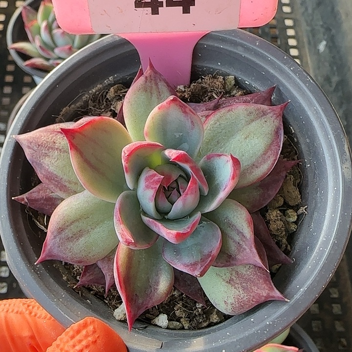 44 惊鸿仙子多肉植物6-9cm