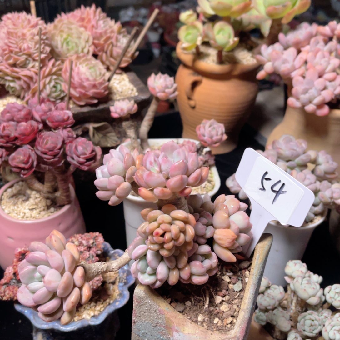 54 一物一拍 精品