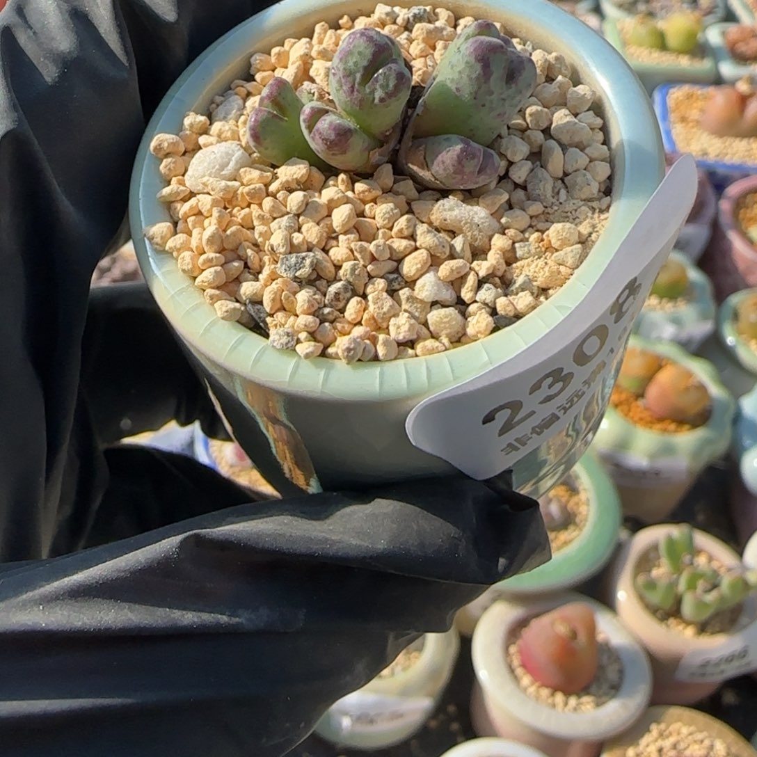 2308--一物一拍 带盆