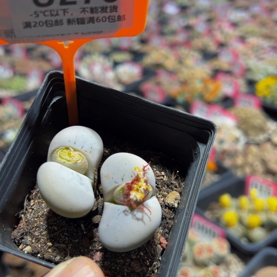 276 一物一拍，默认有伤，介意勿拍，不退不换