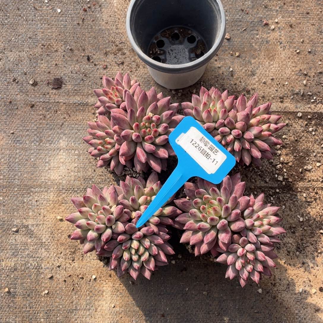 1226-11-虞美人三头群一颗量拍