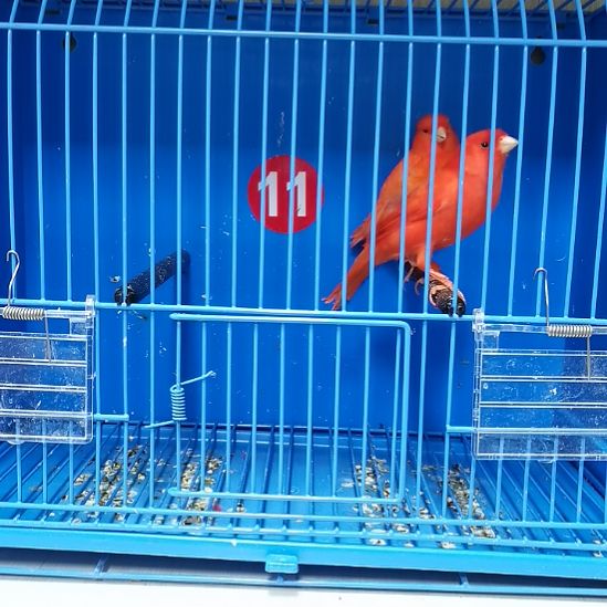 兴***顺虎皮鹦鹉虎皮鹦鹉大红袍一公一母虎皮鹦鹉