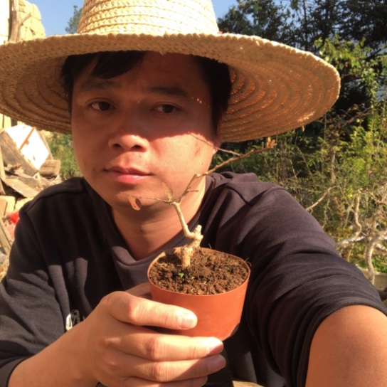 无花朵盆景盆栽植物（不包成活率，不退不换）