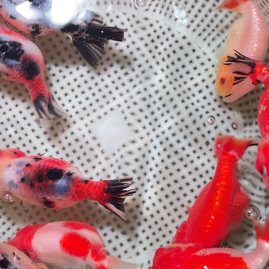 海水鱼6-10cm兰寿10条