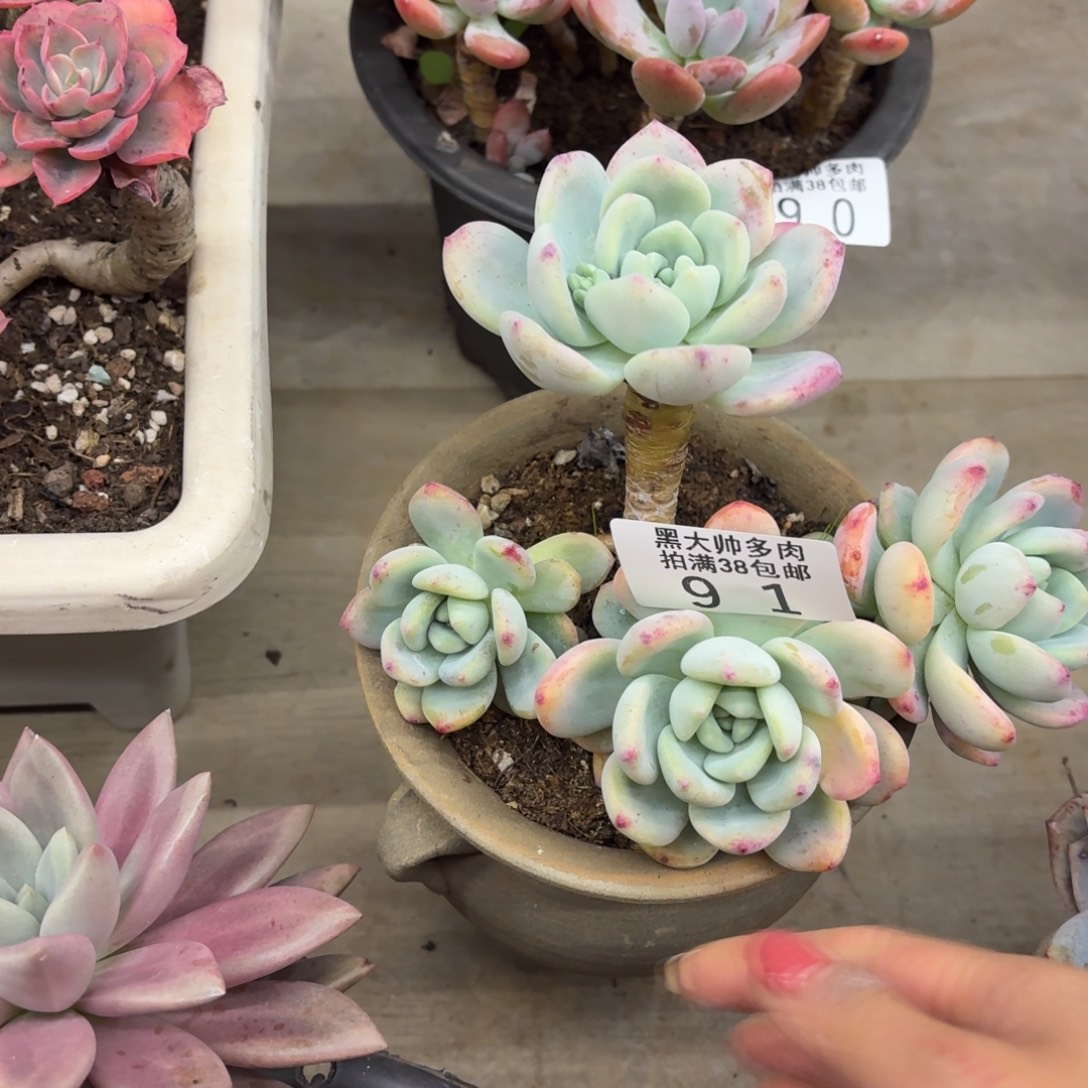 ꕥ***࿐黑大帅多肉91望舒