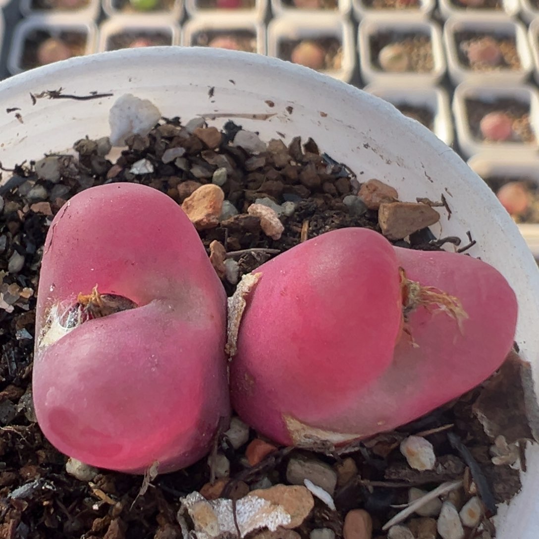 89多肉植物百科知识