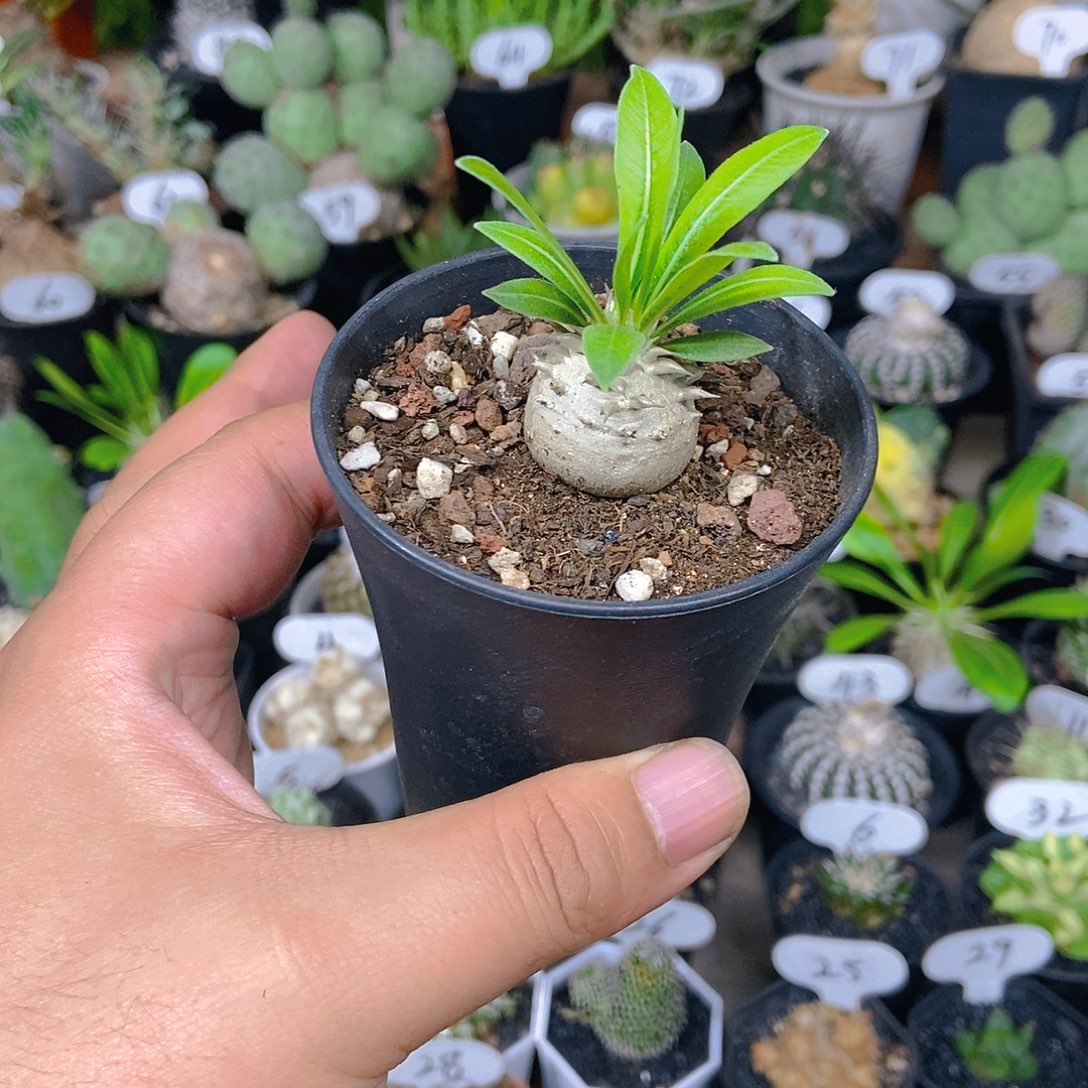 大***本惠比大黑一物一拍